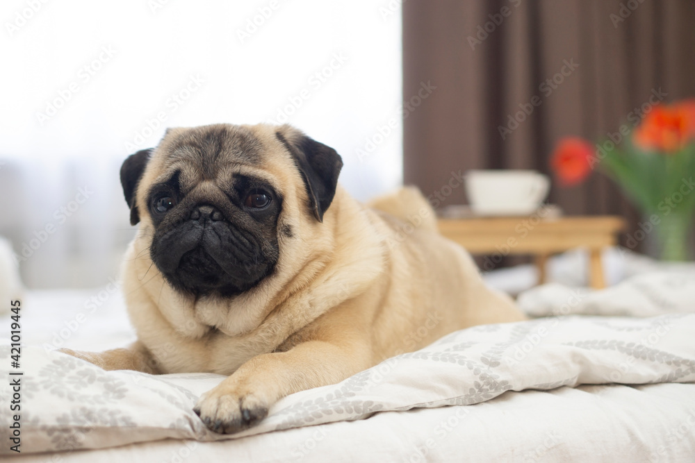  Portrait of a sleepy  pug  dog  lies on bed  .  A pug dog in the apartment. Stay home concept .