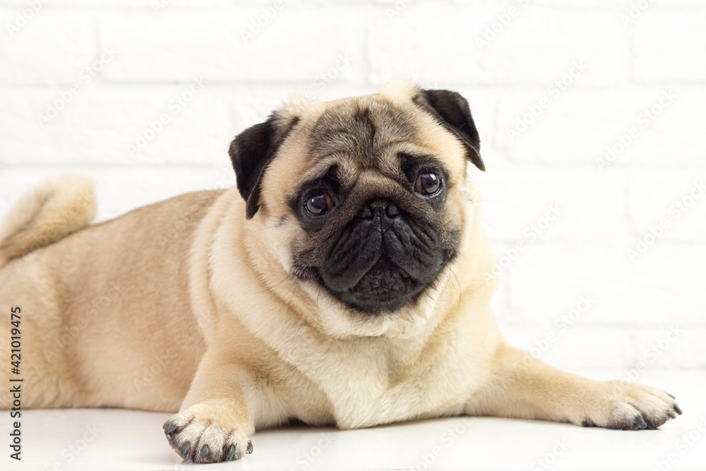 Obraz premium Funny pug dog lies on the background of a white brick wall . Happy funny pug . Dog grooming concept .Copy space for text .