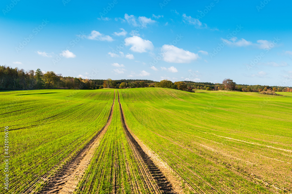 Tractor tracks in green field with rows of wheat sprouts under blue sky with clouds