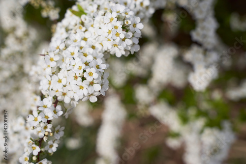 白い花 © hiroya