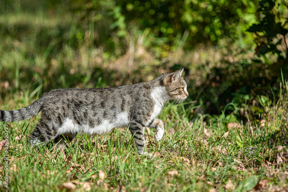 Gray cat in the park, summer landscape. Gray cat in the park, summer landscape.