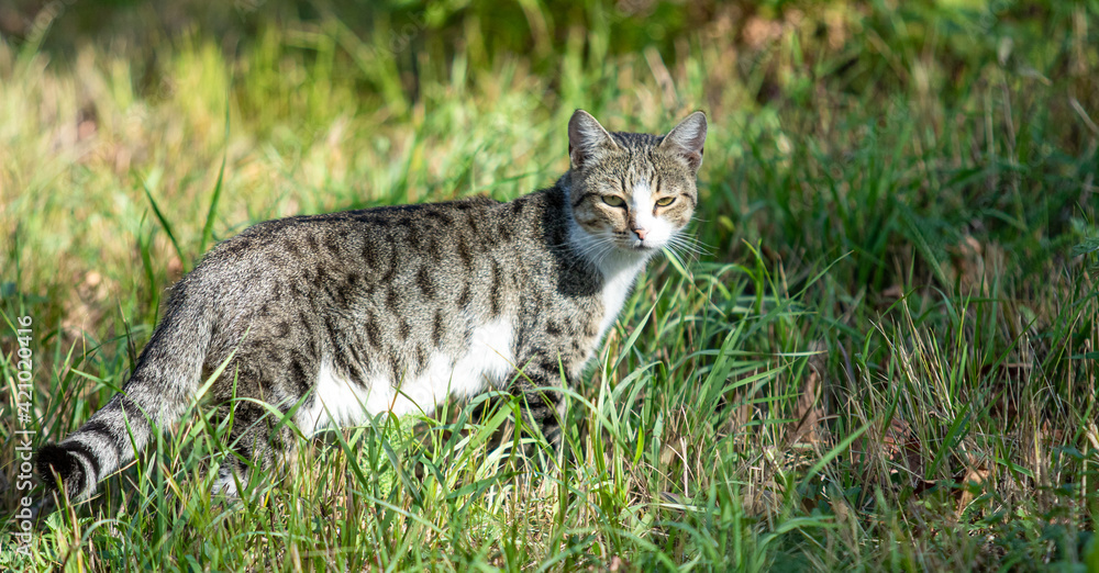 Gray cat in the park, summer landscape.