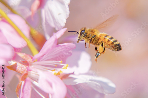 Quadro su tela 河津桜に蜜蜂