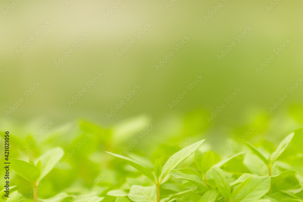 Blur green leaves on sunshine background. Closeup nature view of green leaf on blurred greenery in the garden with copy space using as a background.