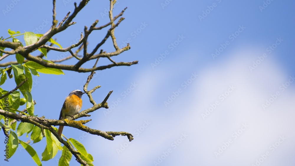Phoenicurus phoenicurus Pleszka zwyczajna Phoenicurus phoenicurus Pleszka zwyczajna