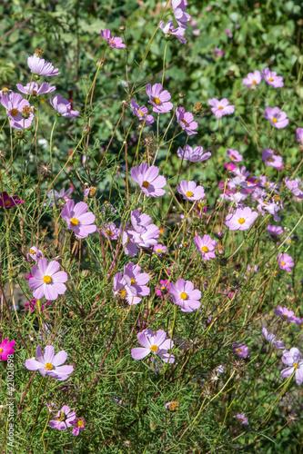 Cosmos flowers in the garden on a clear sunny day.