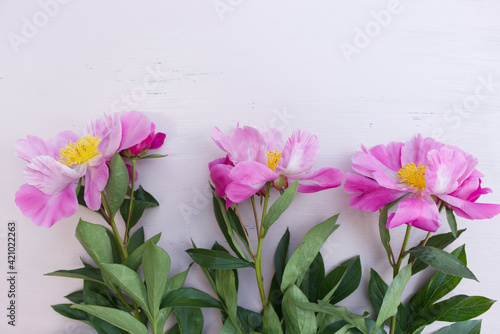 Close up of pink peonies flowers isolated on white table background. Floral frame composition. Decorative web banner. Styled stock photo. Empty space, flat lay, top view.
