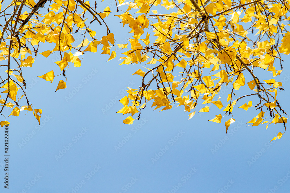 Yellow leaves of a tree on a background of blue sky, autumn. Yellow leaves of a tree on a background of blue sky, autumn.