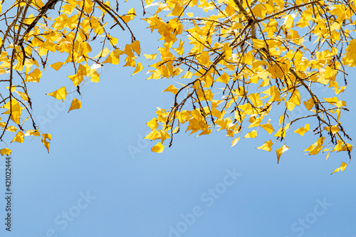 Yellow leaves of a tree on a background of blue sky, autumn.