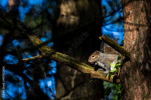 Squirrel on a Tree
