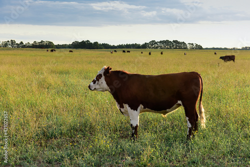 Cattle in Argentine countryside,La Pampa Province, Argentina.