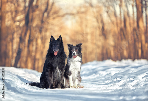 Dogs for a walk in winter