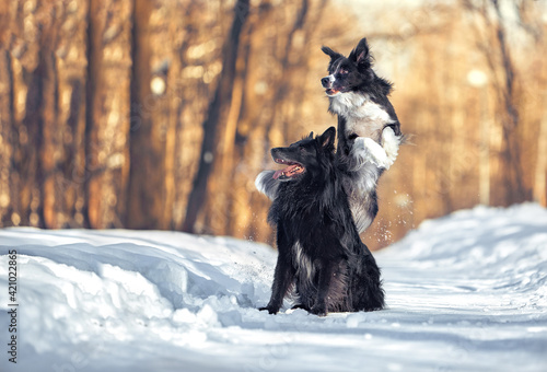Fototapeta Naklejka Na Ścianę i Meble -  Dogs for a walk in winter