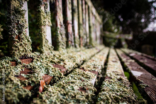 Moss on Bench