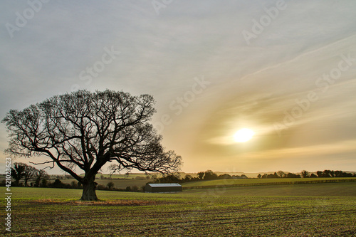 Tree in Field at Sunrise