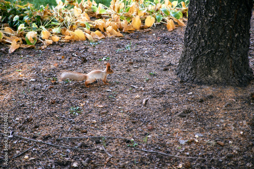 Cute squirrel in the Park. Squirrel with a fluffy tail close-up.