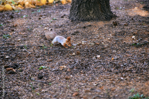 Cute squirrel in the Park. Squirrel with a fluffy tail close-up.