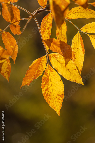 Yellow leaves on a blurred autumn background.