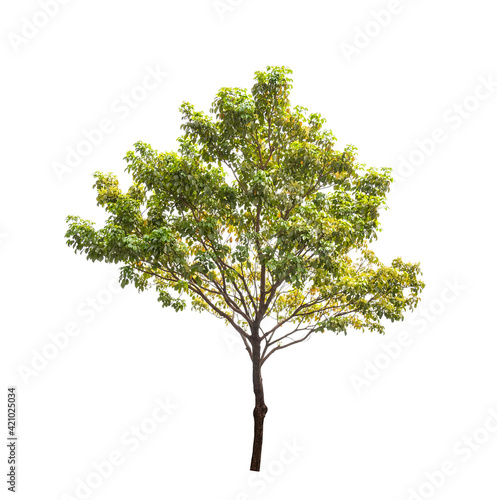 small camphor tree isolated on white background