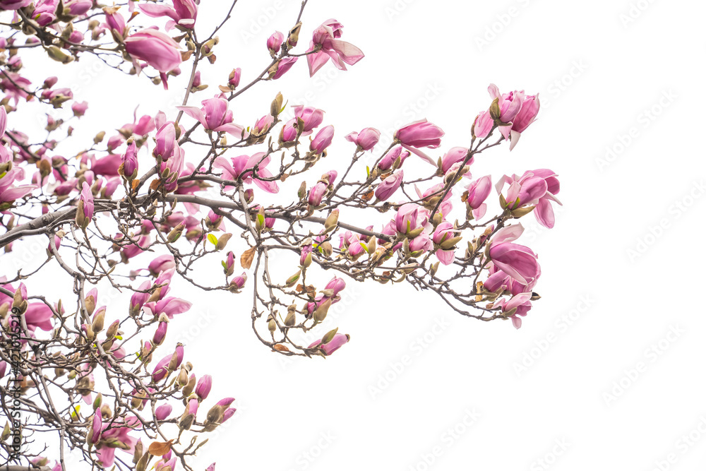 Fototapeta premium Pink magnolia flowers isolated on white background