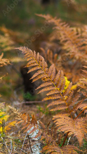 Belles couleurs cuivrées teintant les feuilles de fougère, en automne, dans la forêt des Landes de Gascogne © Anthony