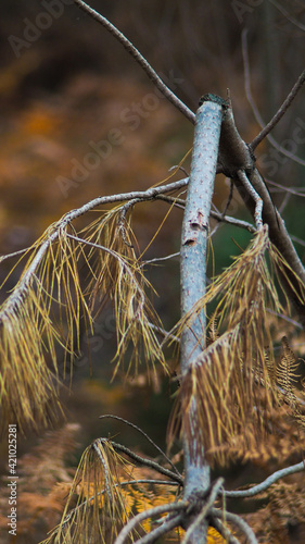 Belles couleurs cuivrées teintant les feuilles de fougère, en automne, dans la forêt des Landes de Gascogne
