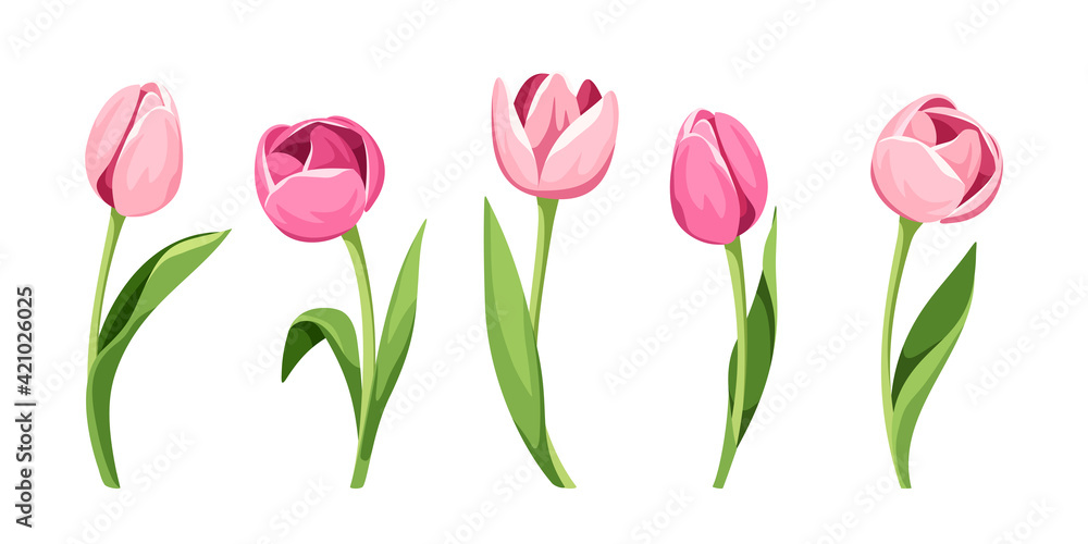Vector set of five pink tulips isolated on a white background. - obrazy, fototapety, plakaty 