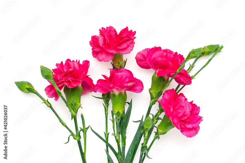 bouquet of pink carnation flower isolated on white background Top view Flat lay Holiday card 8 March, Happy Valentine's day, Mother's, Memorial, Teacher's day concept Copy space bouquet of pink carnation flower isolated on white background Top view Flat lay Holiday card 8 March, Happy Valentine's day, Mother's, Memorial, Teacher's day concept Copy space