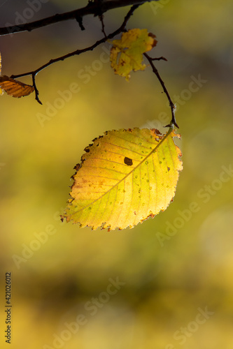 Autumn leaves on the sun. Fall blurred background.