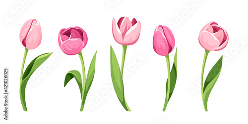 Vector set of five pink tulips isolated on a white background. #421026025