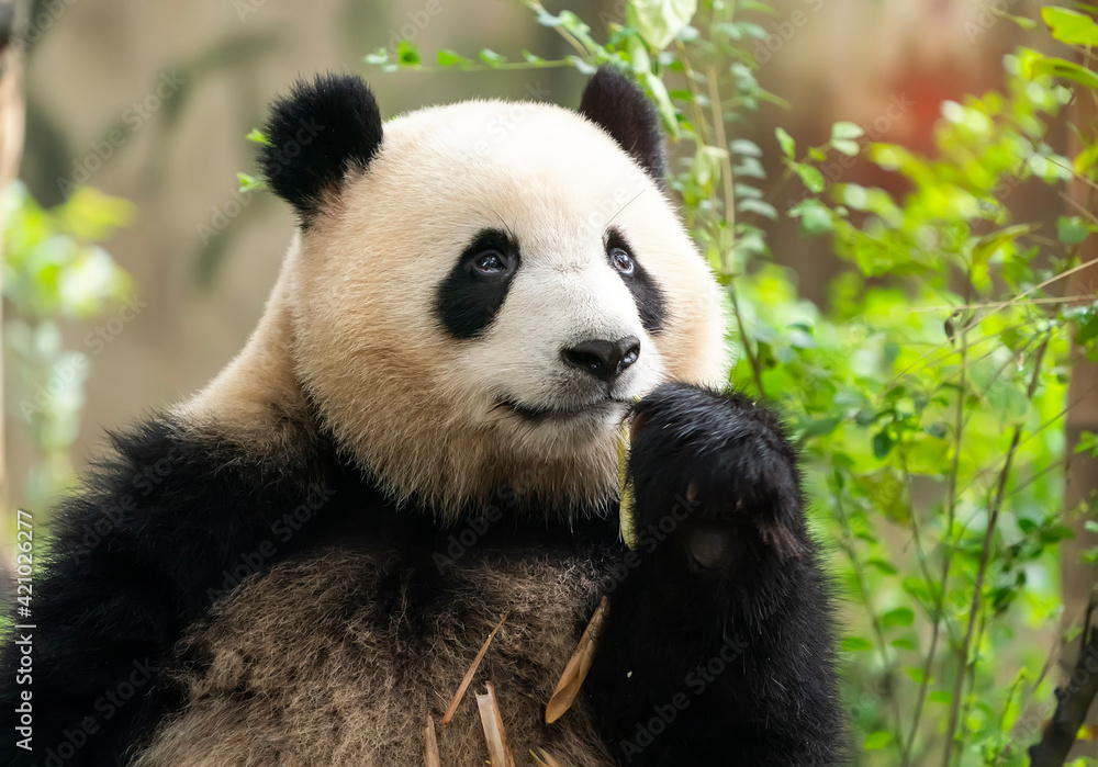 Panda eating shoots of bamboo. Rare and endangered black and white bear. Panda eating shoots of bamboo. Rare and endangered black and white bear.
