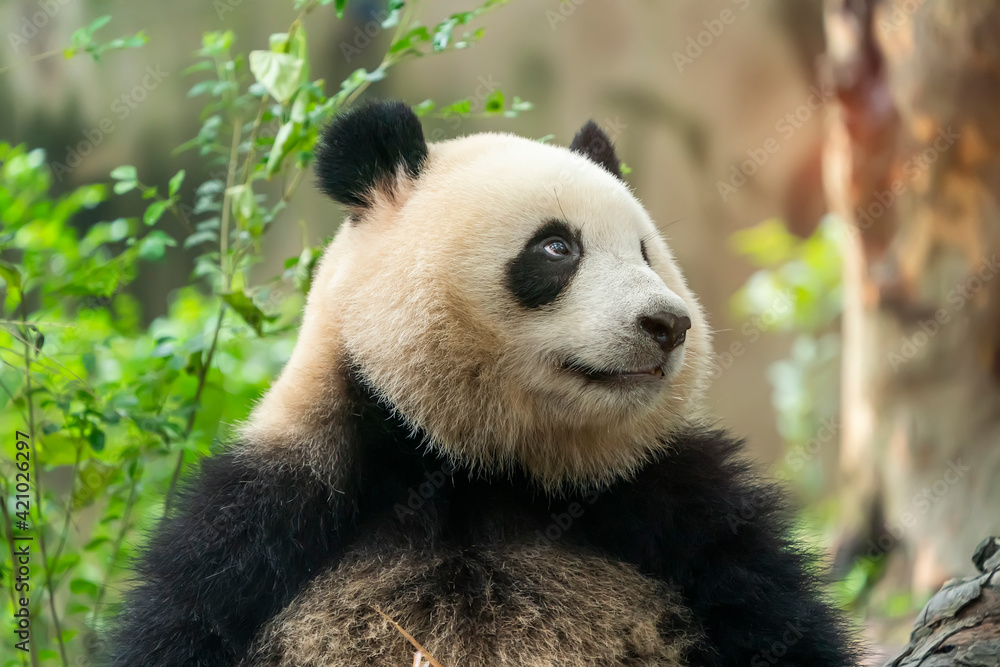 Fototapeta premium Portrait of panda bear close up. Cute China animals. Close up view of the panda's head.