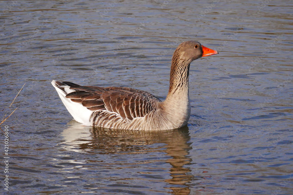 Fototapeta premium a gray goose swims on the river