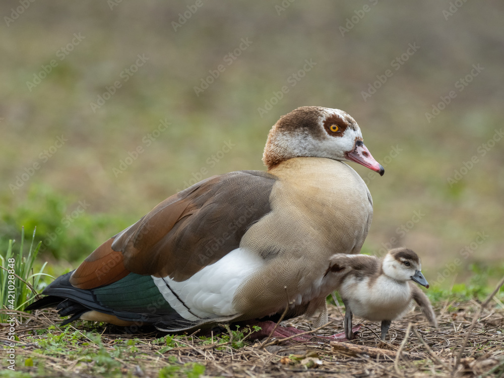 Female Egyptian Goose with a Gosling Female Egyptian Goose with a Gosling