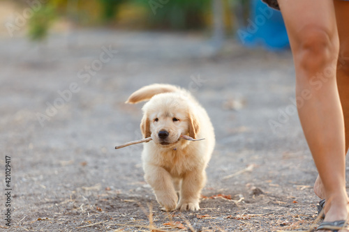 A golden retriever puppy holding a stick in mouth.