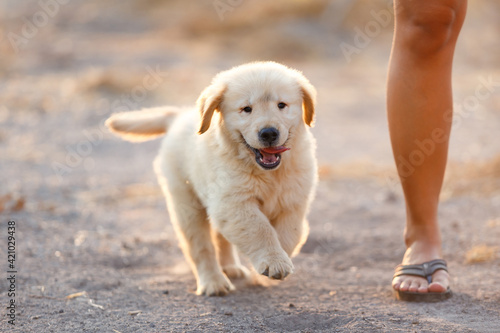 The puppy golden retriever runing and smile with his owner.