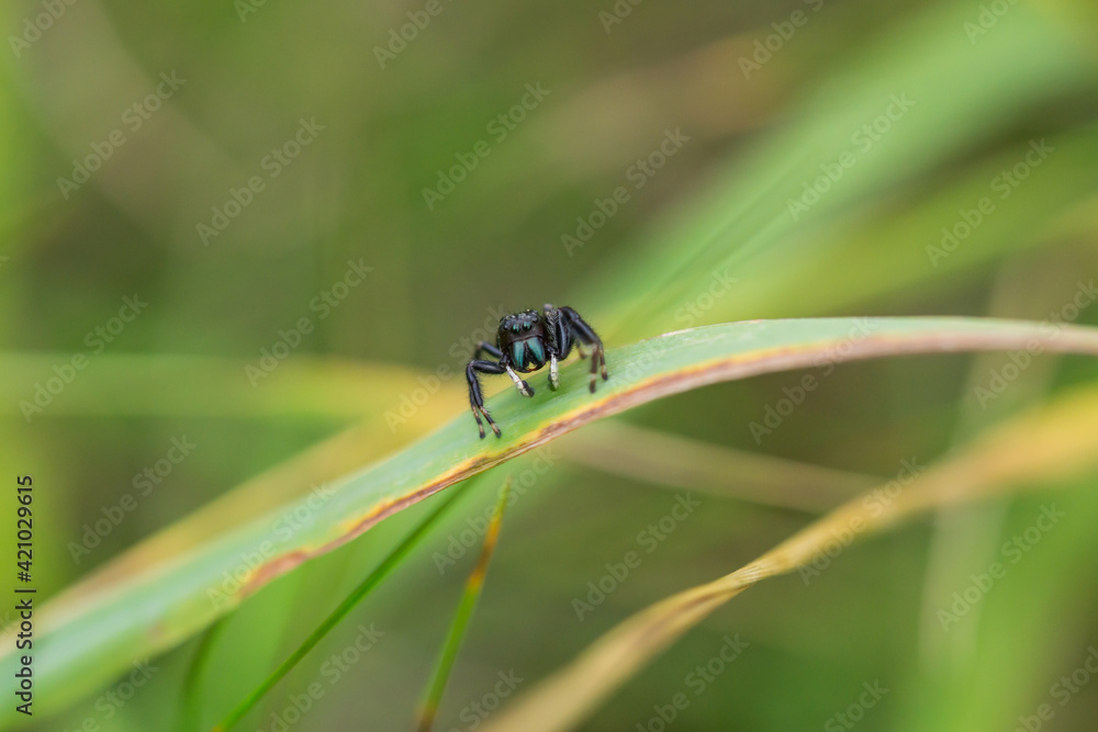 Fototapeta premium Brilliant Jumping Spider in Summer