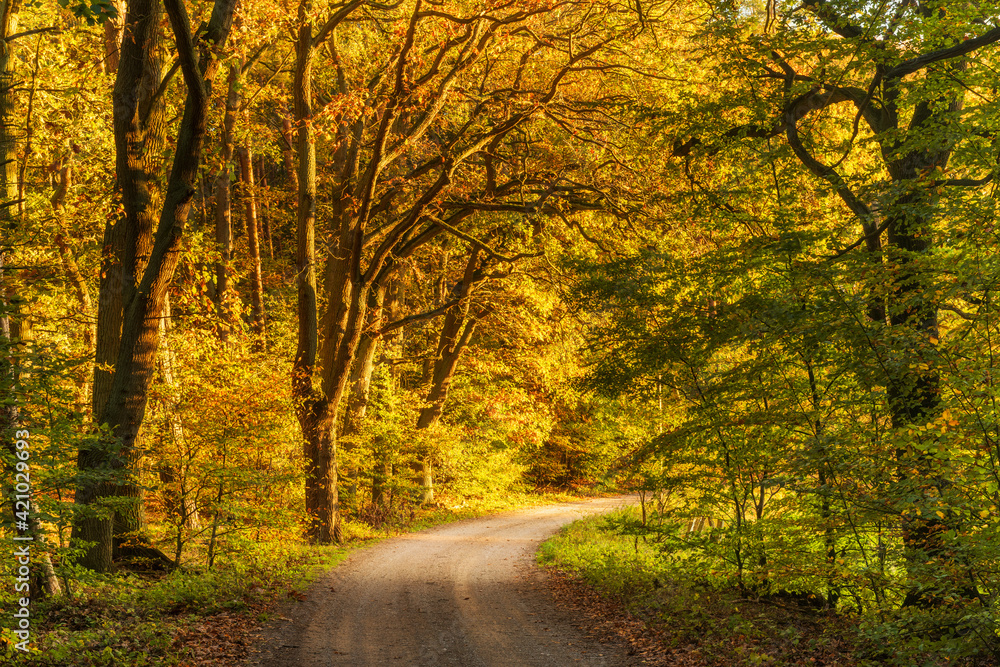 Naklejka premium Dirt road through colourful forest in autumn in the golden light of the setting sun, Müritz National Park, Germany