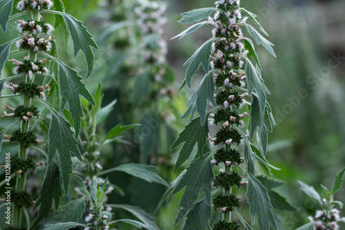 flowers and leaves of motherwort. green plants macro photo