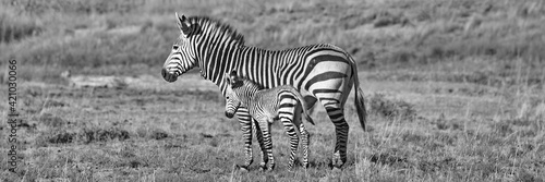 Hartmanns Berg Zebra Mutter mit Baby 6848 pano sw