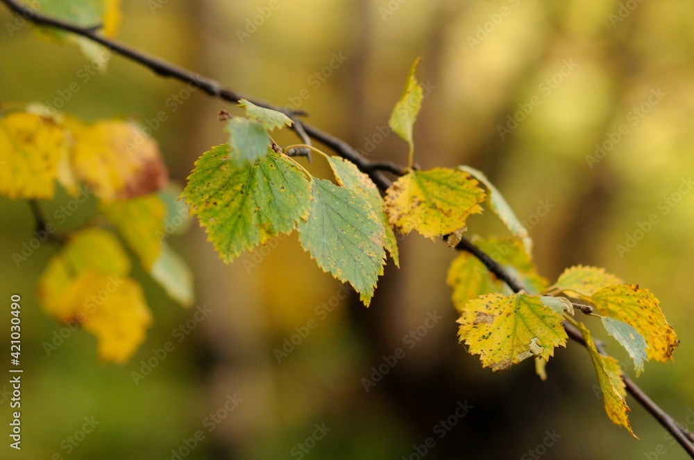 Autumn in the park, golden birch leaves in the sun. Birch branch with yellow and green leaves. Blurred background. Autumn in the park, golden birch leaves in the sun. Birch branch with yellow and green leaves. Blurred background.