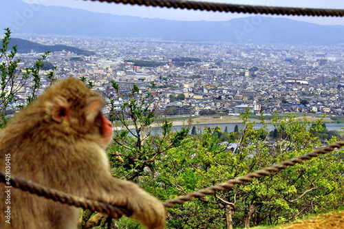 Ape sightseeing Arashiyama, Japan