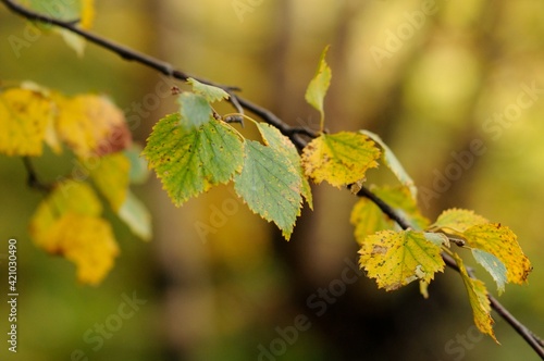 Autumn in the park, golden birch leaves in the sun. Birch branch with yellow and green leaves. Blurred background.