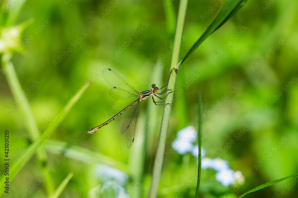 Emerald Spreadwing Damselfly in Springtime Emerald Spreadwing Damselfly in Springtime