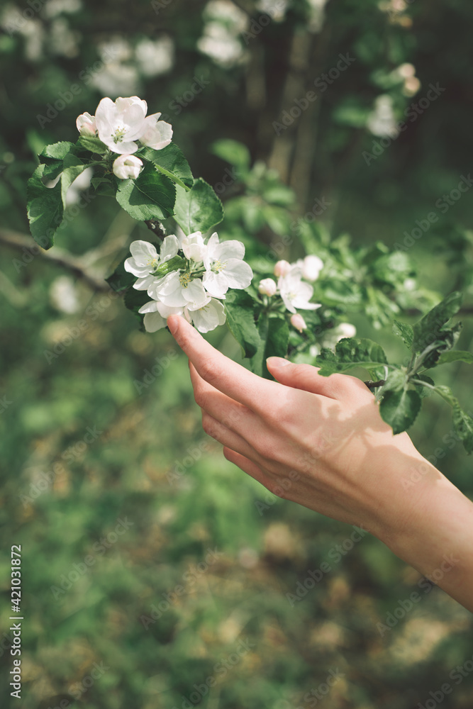 Branch of a blossoming apple tree with a female hand in a spring garden. Branch of a blossoming apple tree with a female hand in a spring garden.