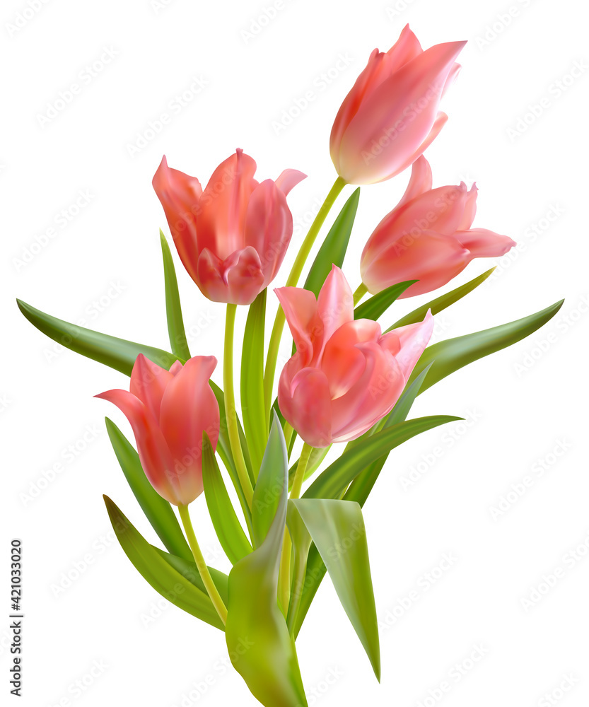 Bouquet of pink tulips isolated on white background. Composition of realistic tulip flowers. Spring floral vector illustration Bouquet of pink tulips isolated on white background. Composition of realistic tulip flowers. Spring floral vector illustration