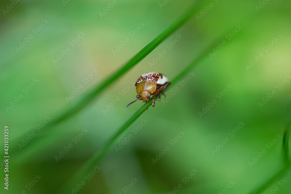 Naklejka premium Sumac Flea Beetle on Leaf