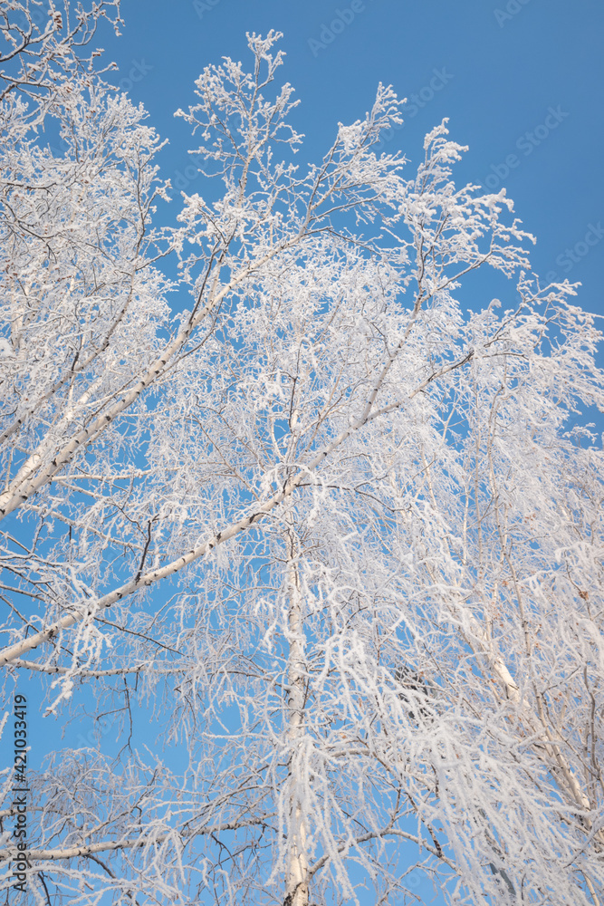 branches of trees covered with frost on a background of blue sky branches of trees covered with frost on a background of blue sky
