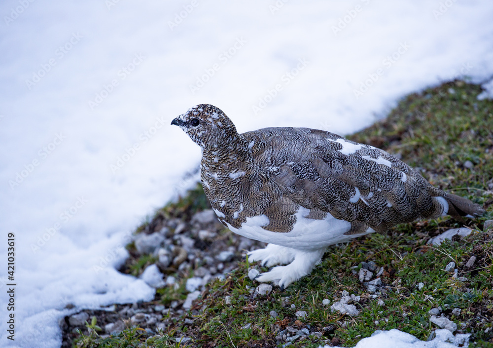 Schneehuhn im Sommerkleid, Lienzer Dolomiten Schneehuhn im Sommerkleid, Lienzer Dolomiten