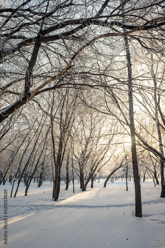 winter landscape in the forest trees covered with hoarfrost blue sky sunny day winter landscape in the forest trees covered with hoarfrost blue sky sunny day